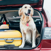 DogCatFri™ PetTracker - Bluetooth Pet Wireless Tracker