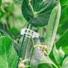 PlantClips - Reusable Plant Support And Fixing Clips