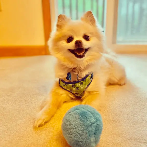 DogFri™ ActiveBall - Anti-Anxiety Automatic Rolling Ball