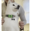 DogCatFri™ Anti-FleaPendant 1+1 FREE: Anti-Tick Anti-Flea Pendant Protection