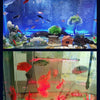 Ledsen™ GlowBubble: LED Aquarium Colorful Glow Bubble Light